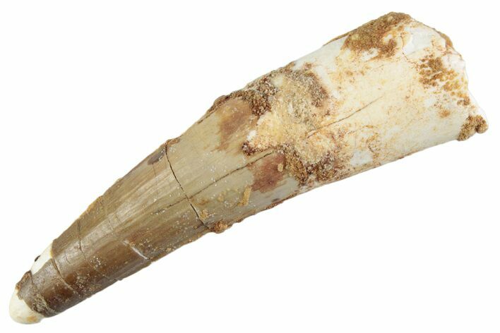 Fossil Spinosaurus Tooth - Feeding Worn Tooth #368067